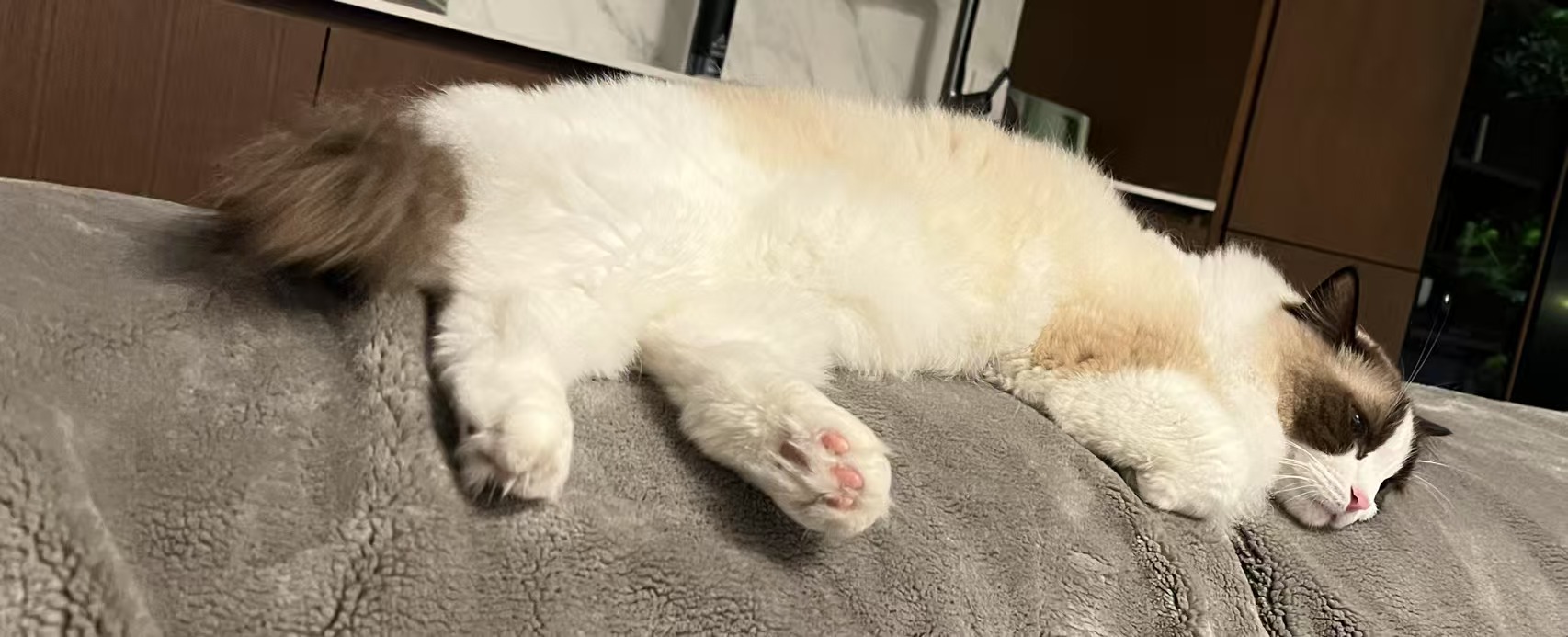 cat.jpg
